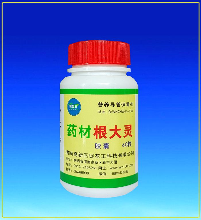 藥材根大.jpg 藥材根大.jpg